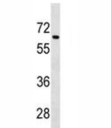 Tgfbr2 antibody western blot analysis in 293 lysate. Predicted molecular weight ~65 kDa~
