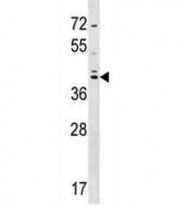 SOX7 antibody western blot analysis in HepG2 lysate. Predicted molecular weight: 42/49 kDa (isoforms 1/2).