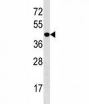 NKX2.5 antibody western blot analysis in mouse liver tissue lysate. Predicted molecular weight ~35kDa, routinely observed at 35~45kDa.