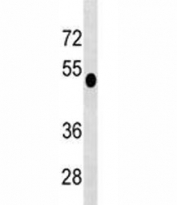DUSP6 antibody western blot analysis in CEM lysate. Predicted molecular weight 42/26 kDa (isoform 1/2).