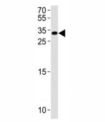 NKX6.3 antibody western blot analysis in HepG2 lysate.