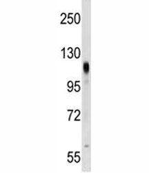 PROM2 antibody western blot analysis in NCI-H292 lysate.