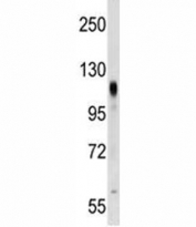 PROM2 antibody western blot analysis in NCI-H292 lysate.