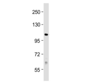 Western blot testing of human Jurkat cell lysate with PRMT10 antibody. Predicted molecular weight ~95 kDa.