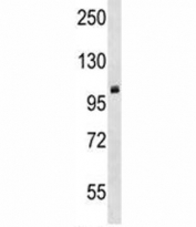 PRMT10 antibody western blot analysis in mouse cerebellum tissue lysate.