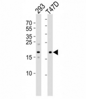 Western blot analysis of using LC3C antibody at 1:1000.