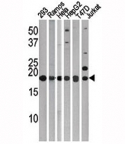 Western blot testing of LC3C antibody.