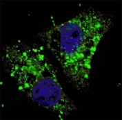Fluorescent image of U251 cells stained with Cleaved LC3A antibody (1:100). Immunoreactivity is localized to the autophagic vacuoles in the cytoplasm.