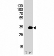 Western blot analysis of ATG-5 antibody and 293T cell lysate either nontransfected (Lane 1) or transiently transfected (2) with the human gene. Predicted molecular weight ATG5: ~32 kDa; ATG5/ATG12 heterodimer: ~56 kDa.