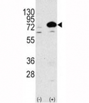 Western blot analysis of ATG7 antibody and 293 lysate transiently transfected with the human gene. Predicted molecular weight: 70-80 kDa.