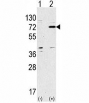 Western blot analysis of APG7 antibody and 293 lysate transiently transfected with the ATG7 gene.