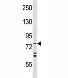 ATG7 antibody western blot analysis in HeLa lysate