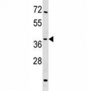 SIRT4 antibody western blot analysis in mouse testis tissue lysate.