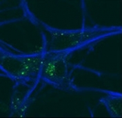 GABARAP antibody testing of mouse MEFs and mouse motor neurons. Antibodies used were GABARAP antibody (AF488 conjugated) and anti-Tuj1 (AF647 conjugated).