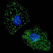 Fluorescent image of U251 cells stained with LAMP3 antibody at 1:100. LAMP3 immunoreactivity is localized to autophagic vacuoles in the cytoplasm.