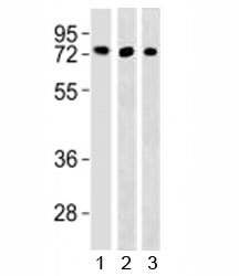 Western blot testing of TFE3 antibody and 1) HepG2, 293 and 3) mouse lung lysate~