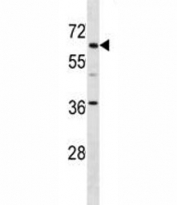 TFE3 antibody western blot analysis in mouse kidney tissue lysate. Predicted molecular weight ~60kDa.