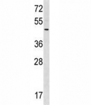 RNF41 antibody western blot analysis in 293 lysate.