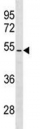 PTEN antibody western blot analysis in NCI-H460 lysate.