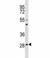 OSCAR antibody western blot analysis in 293 lysate.