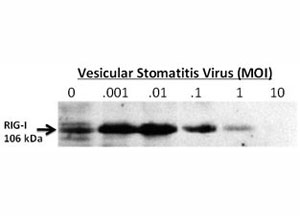 Western blot testing of RIG-I antibody 24-hour post infection of primary murine microglia cells (2x10e6) untreated (0) or exposed to vesicular stomatitis virus at a range of viral particle/cell ratios. Predicted molecular weight ~106 kDa