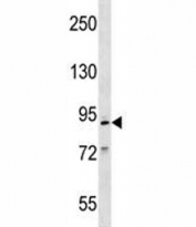 Mcm2 antibody western blot analysis in mouse Neuro-2a lysate.