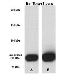 Western blot testing of Aconitase 2 antibody (1:1000) and rat heart cell lysate. Predicted molecular weight ~85 kDa.