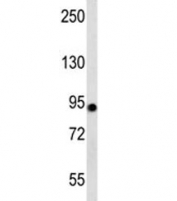 Western blot testing of human 293 cell lysate with Aconitase 2 antibody at 1:1000. Predicted molecular weight ~85 kDa.