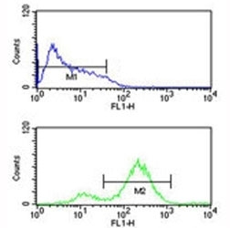 EIF4E antibody flow cytometric analysis of HL-60 cells (bottom histogram) compared to a <a href=../search_result.php?search_txt=n1001>negative control</a> (top histogram). FITC-conjugated goat-anti-rabbit secondary Ab was used for the analysis.