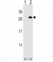 Western blot analysis of EIF4E2 antibody and 293 cell lysate (2 ug/lane) either nontransfected (Lane 1) or transiently transfected (2) with the EIF4E2 gene.
