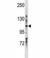 LRIG1 antibody western blot analysis in mouse stomach tissue lysate. Expected molecular weight: 119-145 kDa depending on glycosylation level. Soluble fragments of 90-105 kDa and 60-70 kDa may also be observed.
