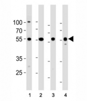 RELA antibody western blot analysis in (1) HeLa, (2) K562, (3) Raji and (4) Ramos lysate