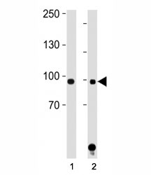 STAT1 antibody western blot analysis in (1) HeLa and (2) Jurkat lysate. Predicted molecular weight: 84 and 91 kDa.