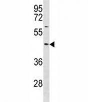 TXNIP antibody western blot analysis in NCI-H292 lysate.
