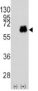 Western blot analysis of Myc antibody and 293 cell lysate (2 ug/lane) either nontransfected (Lane 1) or transiently transfected with the MYC gene (2).