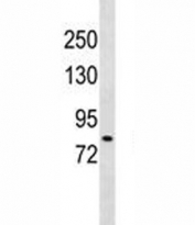 DCLK2 antibody western blot analysis in 293 lysate. Predicted molecular weight ~84 kDa.