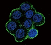 Confocal immunofluorescent analysis of BMPR1A antibody with 293 cells followed by Alexa Fluor 488-conjugated goat anti-rabbit lgG (green). DAPI was used as a nuclear counterstain (blue).