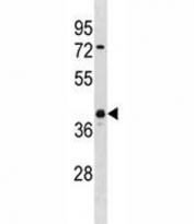 UCHL5 antibody western blot analysis in NCI-H460 lysate.