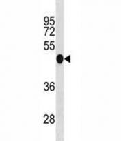 Irf3 antibody western blot analysis in mouse liver tissue lysate. Predicted molecular weight ~47KD