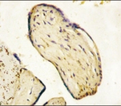 IHC analysis of FFPE human placenta tissue stained with CD73 antibody