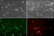 ES cells were transiently transfected with Flag-tagged mouse NeuroD1 (tagged on N-term), fixed 24h post transfection and stained for flag tag (red) to check expression. NeuroD1 antibody (1:100) showed predominantly nuclear staining wtih some cytoplasmic.
