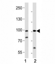 Western blot analysis of lysate from (1) human A2058 and (2) rat PC-12 cell line using PROX1 antibody at 1:1000. Predicted molecular weight is 83 kDa, observed at 80-110 kDa.