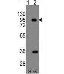 Western blot analysis of PROX1 antibody and 293 cell lysate (2 ug/lane) either nontransfected (Lane 1) or transiently transfected with the PROX1 gene (2). Predicted molecular weight is 83 kDa, observed at 80-110 kDa.