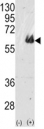 Western blot analysis of TAU antibody and 293 cell lysate (2 ug/lane) either nontransfected (Lane 1) or transiently transfected with the TAU gene (2).
