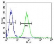 SOX4 antibody flow cytometric analysis of A2058 cells (green) compared to a negative control (blue). FITC-conjugated goat-anti-rabbit secondary Ab was used for the analysis.