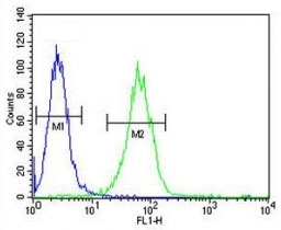 SOX4 antibody flow cytometric analysis of A2058 cells (green) compared to a <a href=../search_result.php?search_txt=n1001>negative control</a> (blue). FITC-conjugated goat-anti-rabbit secondary Ab was used for the analysis.