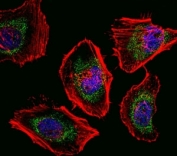 Fluorescent confocal image of HeLa cells stained with SOX4 antibody. Alexa Fluor 488 conjugated secondary (green) was used. SOX4 immunoreactivity is localized to mitochondria strongly and nucleus weakly.