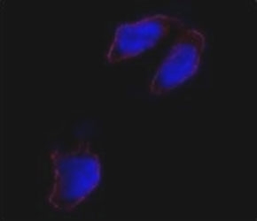 Immunofluorescence analysis of Oct4 antibody and HeLa cells. Primary Ab was followed by Alexa-Fluor-546-conjugated donkey rabbit lgG (H+L). Alexa-Fluor-546 emits or