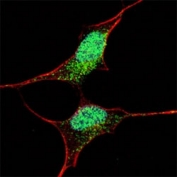 Fluorescent confocal image of SY5Y cells stained with Oct-4 antibody (green, 1:500). Staining is strong in the nuclei and weak in the cytoplasm.