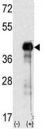 Western blot analysis of SOX-2 antibody and 293 cell lysate (2 ug/lane) either nontransfected (Lane 1) or transiently transfected with the SOX2 gene (2).